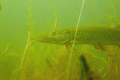image009