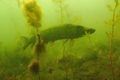 image010